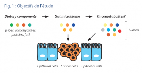 Comprendre le rôle du microbiome dans le cancer colorectal - Les objectifs de l'étude