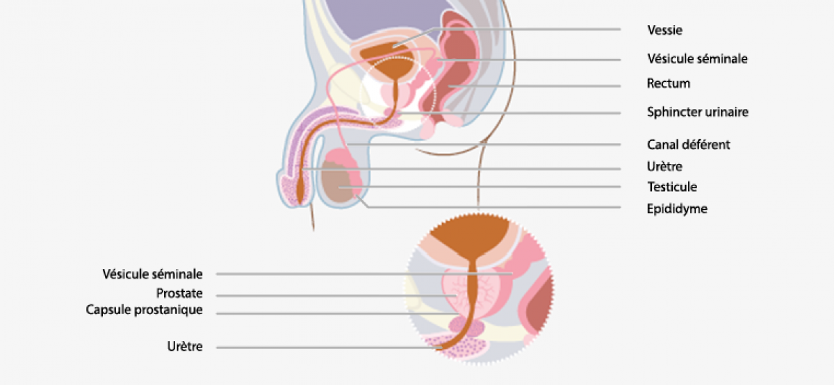 L'anatomie de la prostate