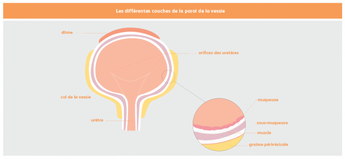 L'anatomie de la vessie