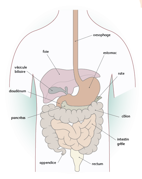 L'anatomie de l'estomac