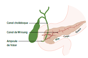 Cancer du pancréas - Anatomie et fonction du pancréas