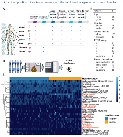 Comprendre le rôle du microbiome dans le cancer colorectal - La composition du microbiome