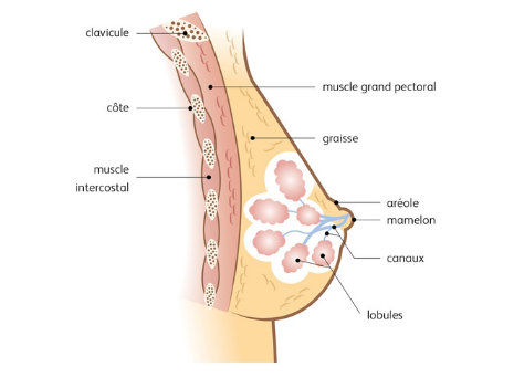 Qu'est-ce que le cancer du sein ? 