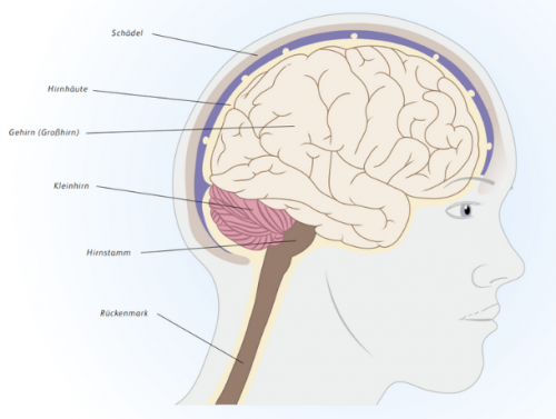 Schéma : Anatomie des Gehirns