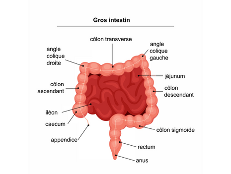 Anatomie du gros intestin 