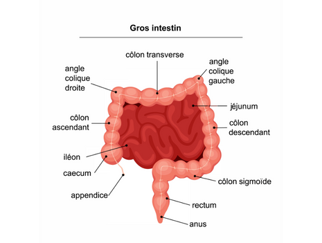 À propos du cancer colorectal | Fondation Cancer