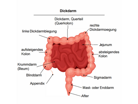 Anatomie Darm