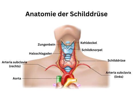 Anatomie der Schilddrüse