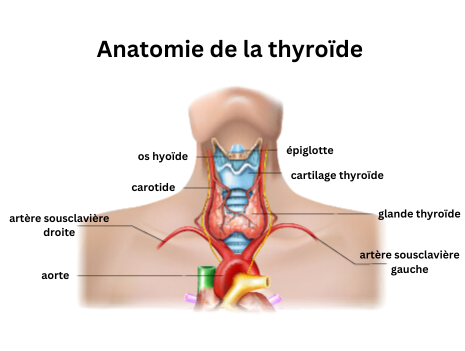 L’anatomie de la thyroïde 