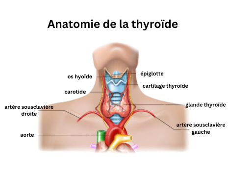L’anatomie de la thyroïde
